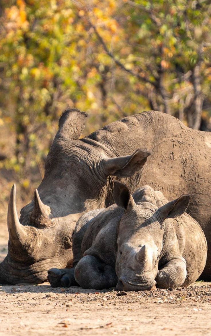 African wildlife safari
